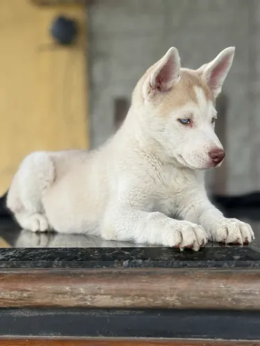 Filhote de Husky siberiano