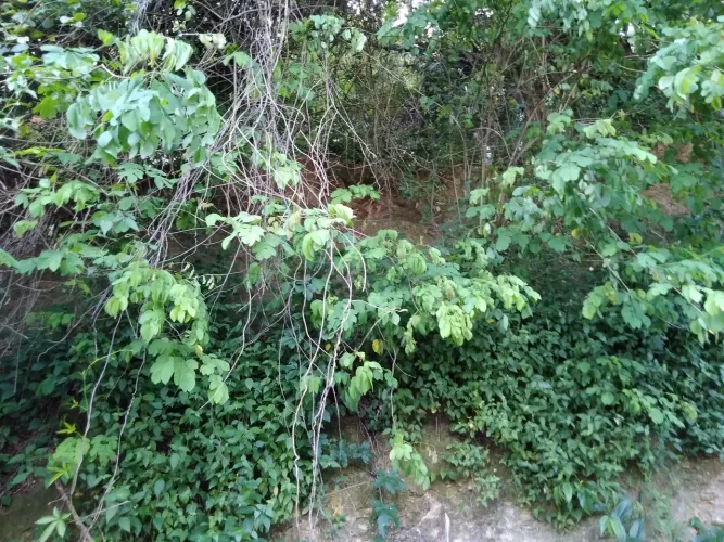 Terreno Ilha de Guaratiba