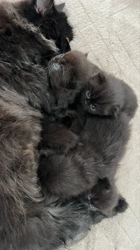 Filhotes de gato persa disponível 