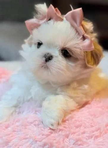 Leve mais amor para o seu lar com bbs de Shih Tzu!!!