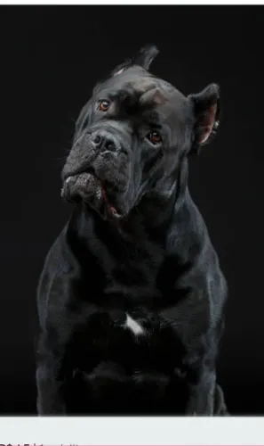 Filhotes De Cane corso Oficial 