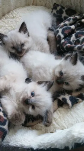 Nenês de Ragdoll