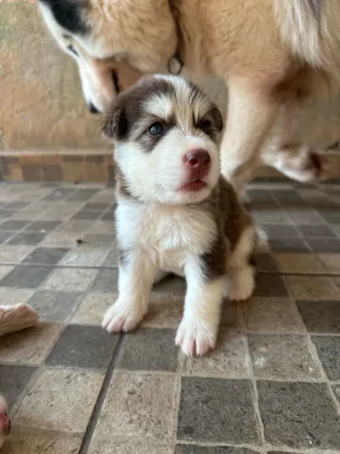 Filhote husky siberiano