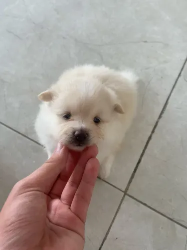 ? Filhotes de Spitz Alemão (Lulu da Pomerânia) - Machos Disponíveis ?