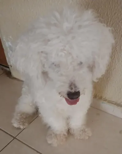 Doação Poodle
