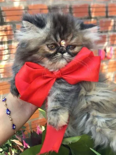 Gato Persa lindos filhotinhos com beleza elegante