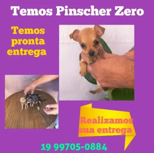 Filhote de Pinscher mini muito esperto
