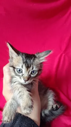 Doa-se gatinhos