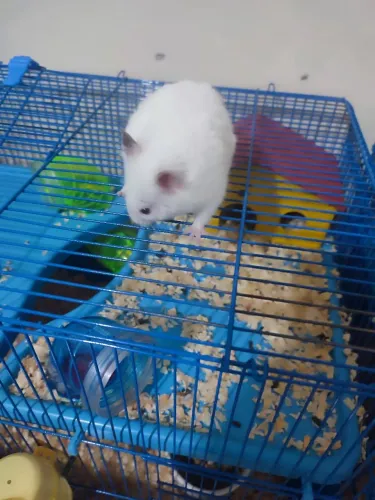 Hamster sírios para venda já com gaiola