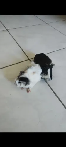 Porquinho da índia 