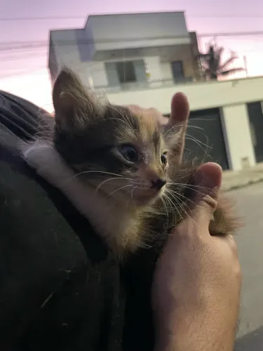 Gatinha filhote para adoção 