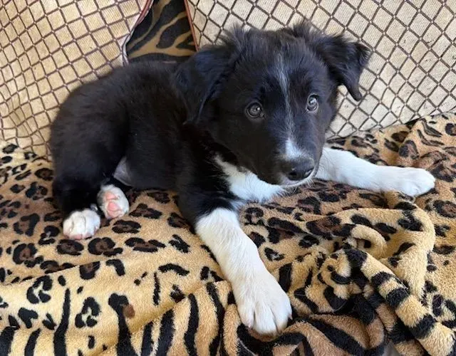 Filhotes de Border Collie | A alegria perfeita pro seu lar!