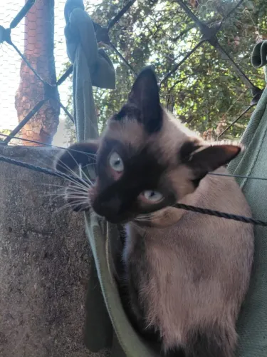 Gato siamês macho