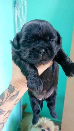 Vendo cachorro shih Tzu 800 tenho 2 femia