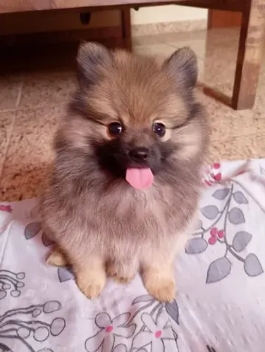 Lulu da pomerania  (anão ) pagamento só na entrega 