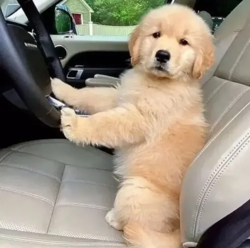 Golden: o amigo perfeito para sua família