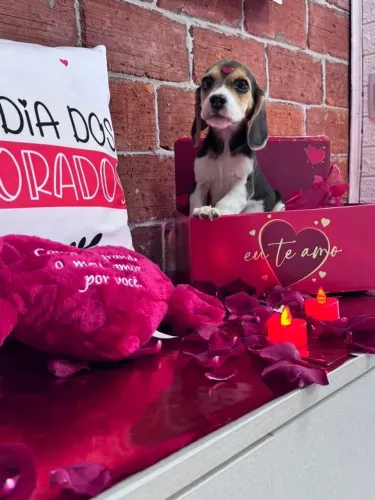 Filhote Beagle Apaixonante