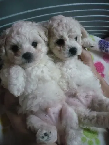 Poodle 2 Machos 