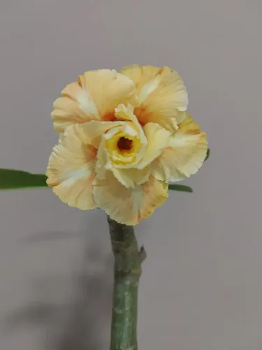 Rosa do Deserto