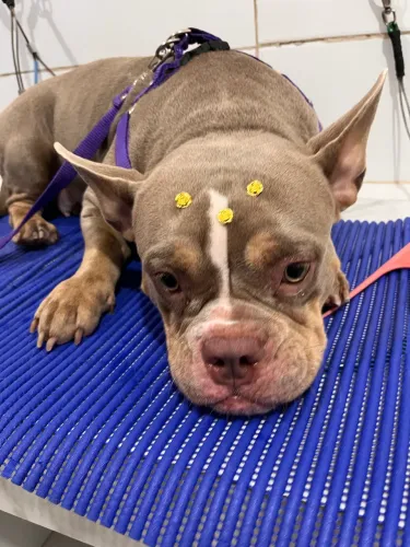 Banho e tosa (a domicílio)