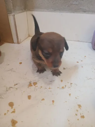 Filhotes para adoção 