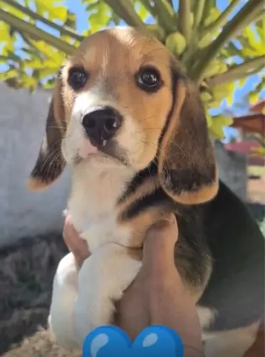 Filhotes de Beagle - Dóceis, Inteligentes e Brincalhões