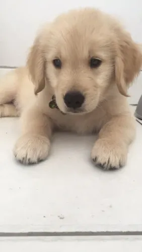 Filhote Golden Retriever sua motivação diaria