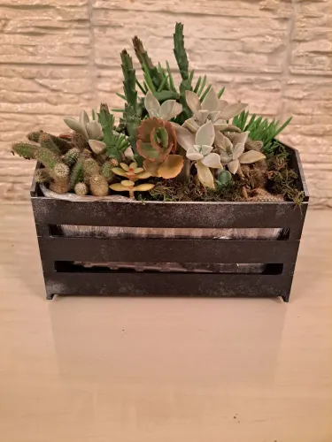 Arranjo de Suculentas em Crate Decorativo
