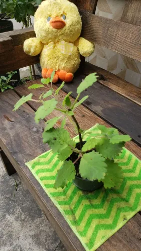 Mudas de mirra planta repelente de insetos