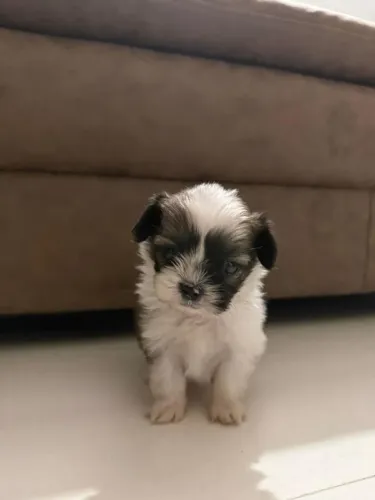 Filhotes de Shih Tzu | Felicidade que chega correndo!