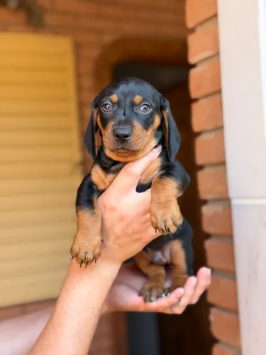 Dachshund (salsichinha)