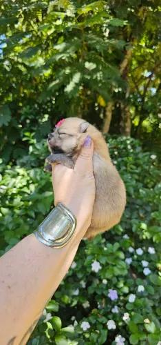 Lulu da Pomerania Femea