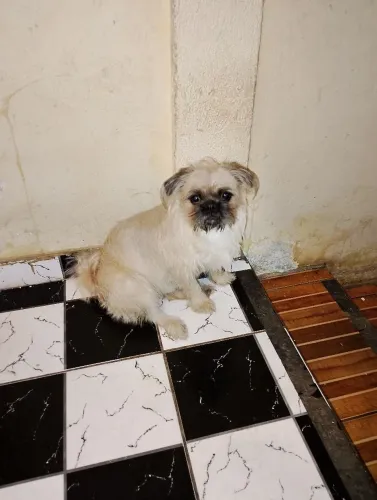 Cachorro porte pequeno