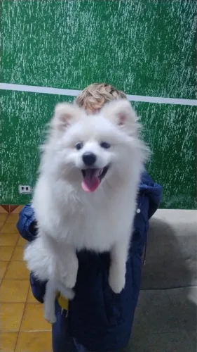 Sptiz japonês 