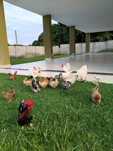 Mini Galinhas Nagasakis
