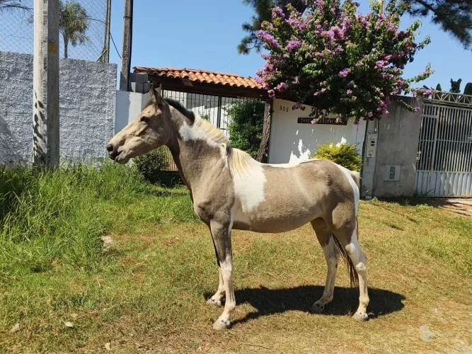 Égua Paulista Pampa tricolor -04 anos