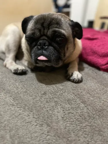 VENDO PUG MACHO 3 ANOS