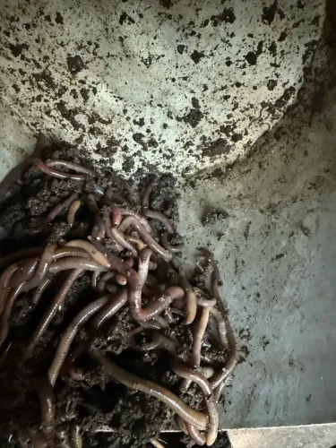 Minhocas californianas para compostagem 