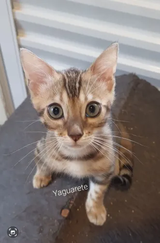 Gato bengal