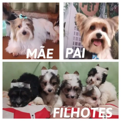 Vendo lindos caesinhos da raça Biewer terrier, são 3 feminhas e 2 machinhos. 
