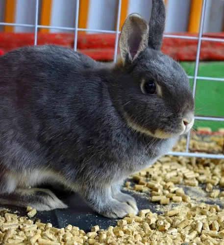 Filhotes de mini Coelho Netherland padrão show machos e fêmeas filhotes hamster porquinho