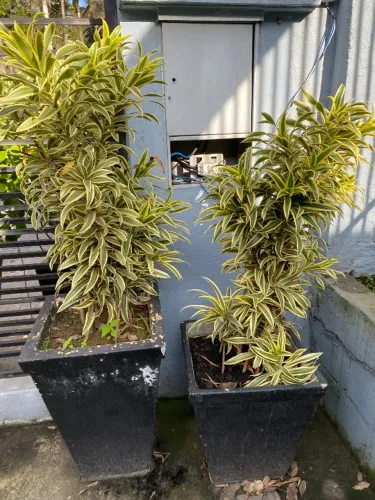 Vazos para jardim com a planta