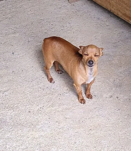 Pinscher aduta com 2 anos