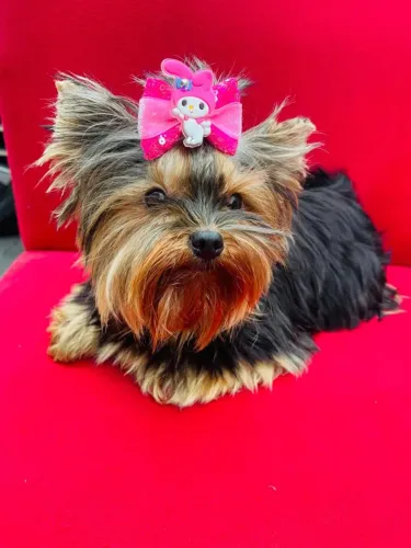 Linda yorkshire fêmea Mini