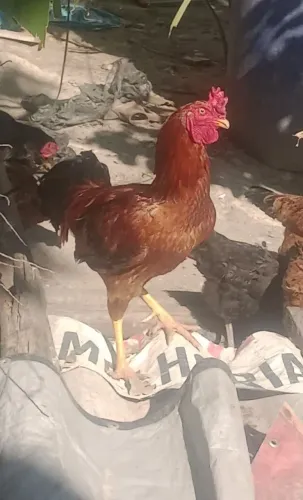 Galos formados