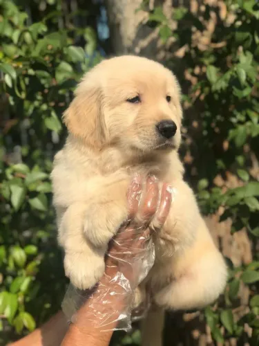 Filhote de Golden Retriever o filhote que espalha alegria por onde passa