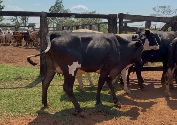 7 Novilhas Leiteiras Amojando (Anápolis)