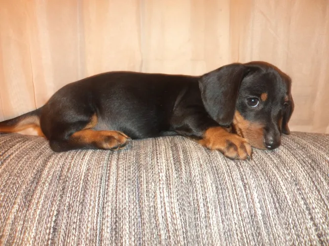 Basset. Anão. ..Fêmea e Macho. .Vacinados. ac.Cartão.