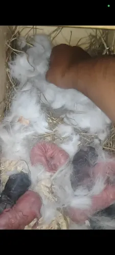 Coelhos nova Zelândia