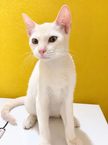 Doação de Gatinhas